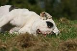 BOULEDOGUE AMERICAIN 308